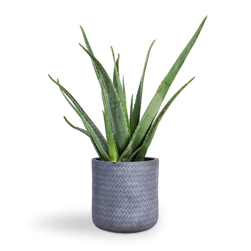 Angle Cylinder Plant Pot - Grey 2 Angle Cylinder Plant Pot - Grey - Image 2