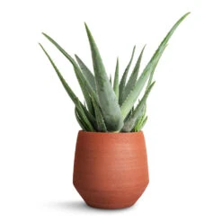 Aloe Vera -Plant Supplies Sale Aloe vera 19x55cm Humus Plant Pot Terra 20x23cm ce3f5633 e2ed 4b74 8d49 6017fd3bb85a