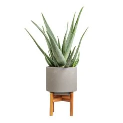 Aloe Vera -Plant Supplies Sale Aloe vera 19x55cm Vigo Plant Pot with Wooden Stand Concrete Grey 22x30.5cm 6b7ea2e3 3e5a 43fa 84e1 d5363b5354f9