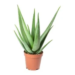 Aloe Vera -Plant Supplies Sale Aloe vera 19x60cm