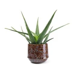 Aloe Vera -Plant Supplies Sale Aloe vera 21x60cm Noud Plant Pot Marrakesh 26x22cm