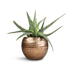 Aloe Vera -Plant Supplies Sale Aloe vera 21x60cm Opus Hammered Globe Planter Gold 40x32cm 49b50c0f 610d 4ae7 a308 0bfde6d2495e