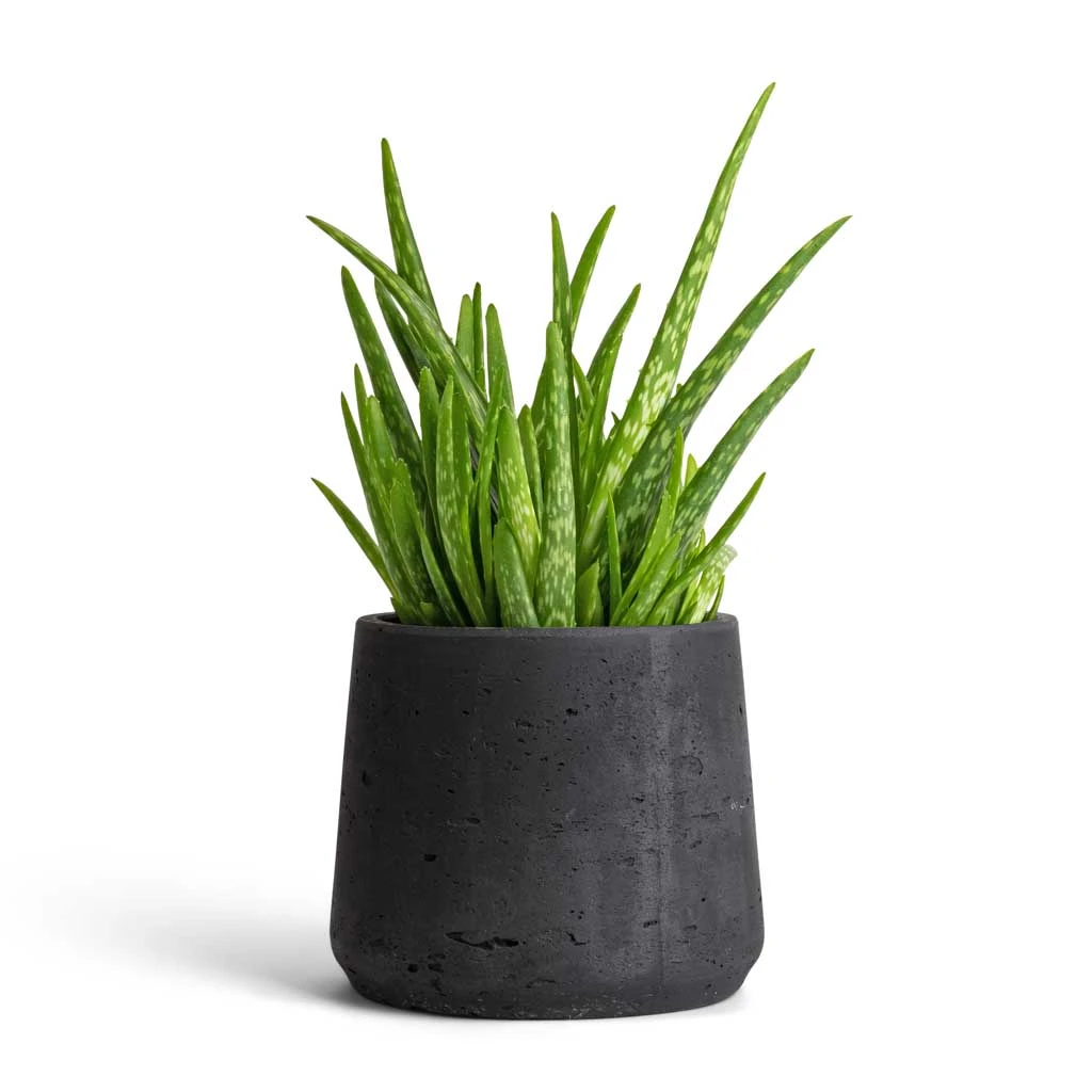 Patt Plant Pot - Black Washed 4 Patt Plant Pot - Black Washed - Image 4