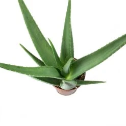 Aloe Vera -Plant Supplies Sale Aloe vera Leaves