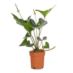 Anthurium Arrow 9 Anthurium Arrow -Plant Supplies Sale Anthurium Arrow Flamingo Flower 14x50cm