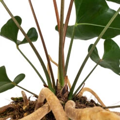 Anthurium Arrow 10 Anthurium Arrow -Plant Supplies Sale Anthurium Arrow Flamingo Flower DETAIL 2