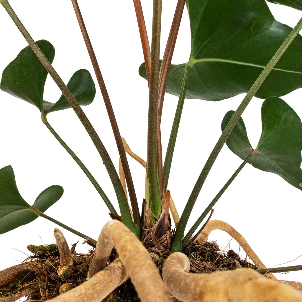 Anthurium Arrow 4 Anthurium Arrow - Image 4