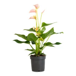 Anthurium - Flamingo Flower - Joli Peach 11 Anthurium - Flamingo Flower - Joli Peach -Plant Supplies Sale Anthurium Flamingo Flower Joli Peach 12x40cm