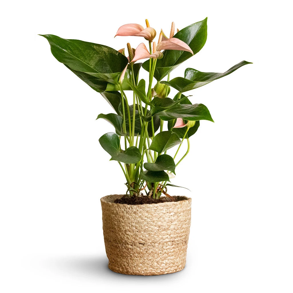 Anthurium - Flamingo Flower - Joli Peach 1 Anthurium - Flamingo Flower - Joli Peach