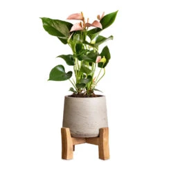 Patt Plant Pot - Low Stand - Grey Washed -Plant Supplies Sale Anthurium Flamingo Flower Joli Peach 12x40cm Patt Plant Pot Low Stand Grey Washed 20x21cm 2 40e5de14 afb7 4359 965f ade2b22b5e0b