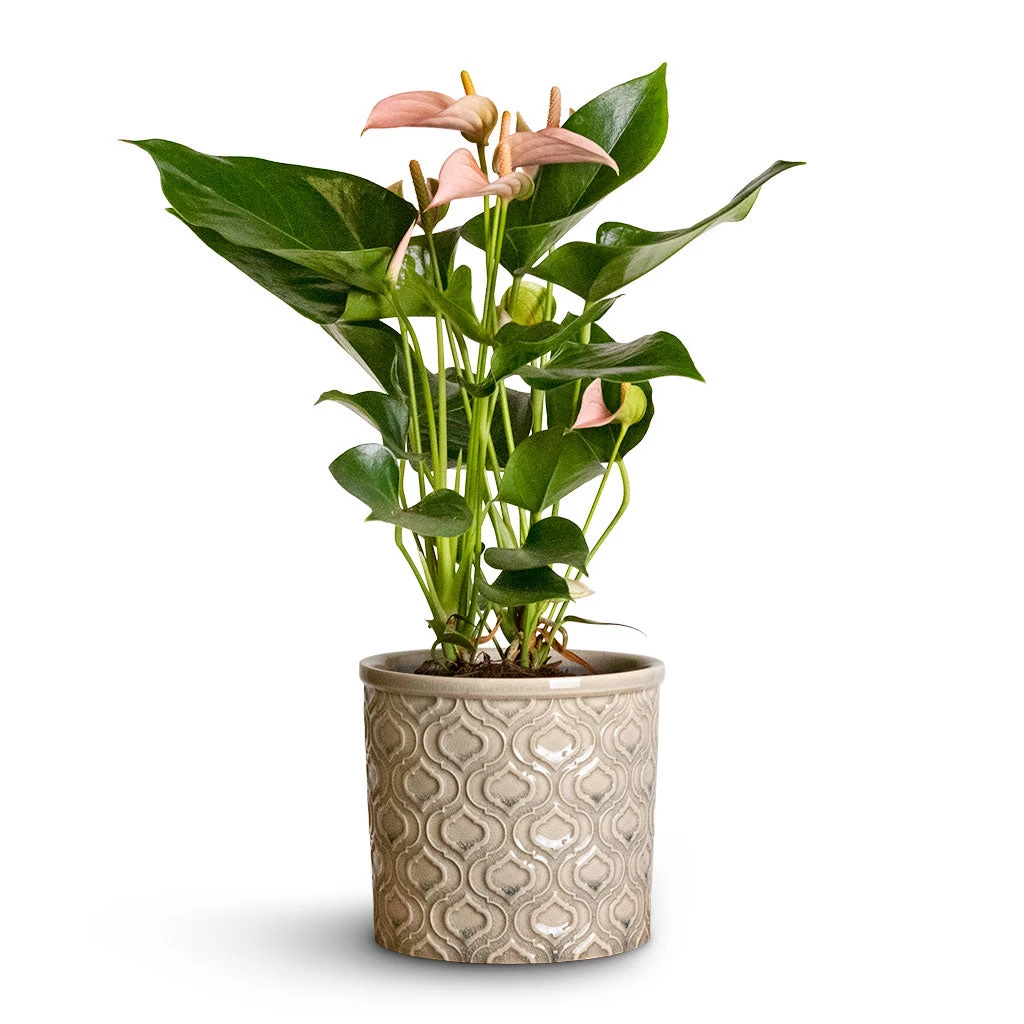 Anthurium - Flamingo Flower - Joli Peach 6 Anthurium - Flamingo Flower - Joli Peach - Image 6