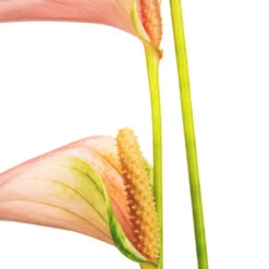 Anthurium - Flamingo Flower - Joli Peach 12 Anthurium - Flamingo Flower - Joli Peach -Plant Supplies Sale Anthurium Flamingo Flower Joli Peach SWATCH 2