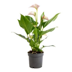 Anthurium - Flamingo Flower - Joli Pulse -Plant Supplies Sale Anthurium Flamingo Flower Joli Pulse 12x40cm