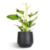 Anthurium - Flamingo Flower - Joli Pulse