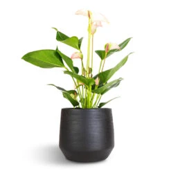 Anthurium - Flamingo Flower - Joli Pulse