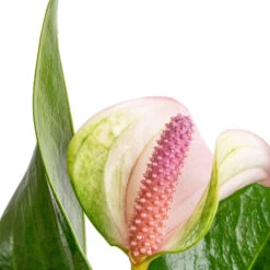 Anthurium - Flamingo Flower - Joli Pulse -Plant Supplies Sale Anthurium Flamingo Flower Joli Pulse SWATCH 2