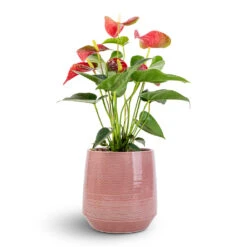 Remi Plant Pot - Pink -Plant Supplies Sale Anthurium Flamingo Flower Royal Red 12x40cm Remi Plant Pot Pink 18x19cm