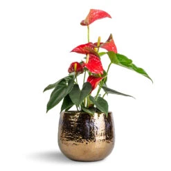 Anthurium - Flamingo Flower - Royal Red 17 Anthurium - Flamingo Flower - Royal Red -Plant Supplies Sale Anthurium Flamingo Flower Royal Red 12x40cm Yvette Plant Pot Gold 19x16cm