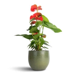 Zembla Plant Pot - Green -Plant Supplies Sale Anthurium Flamingo Flower Royal Red 12x40cm Zembla Plant Pot Green 15x13cm