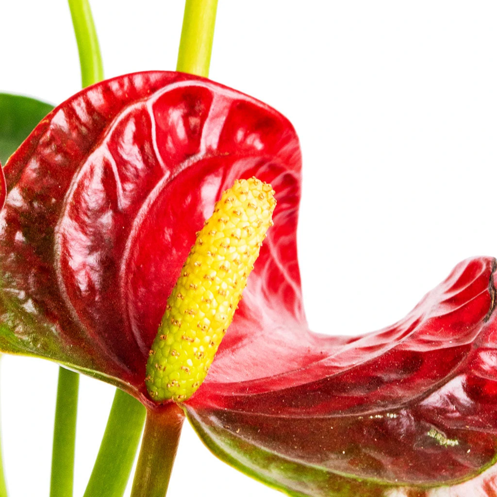 Anthurium - Flamingo Flower - Royal Red 2 Anthurium - Flamingo Flower - Royal Red - Image 2