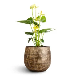 Ryan Plant Pot - Shiny Gold -Plant Supplies Sale Anthurium Flamingo Flower Vanilla Ryan Plant Pot Shiny Gold 18x16cm 1 fd896703 9692 4fce a795 9f702024b4b9