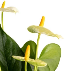 Anthurium - Flamingo Flower - Vanilla -Plant Supplies Sale Anthurium Flamingo Flower Vanilla SWATCH 2