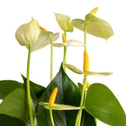 Anthurium - Flamingo Flower - Vanilla -Plant Supplies Sale Anthurium Flamingo Flower Vanilla SWATCH 3