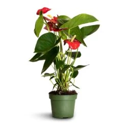 Anthurium - Flamingo Flower - Royal Red 15 Anthurium - Flamingo Flower - Royal Red -Plant Supplies Sale Anthurium Royal Champion 2