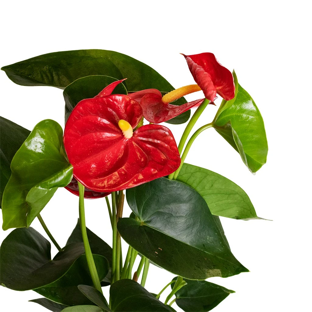Anthurium - Flamingo Flower - Royal Red 4 Anthurium - Flamingo Flower - Royal Red - Image 4
