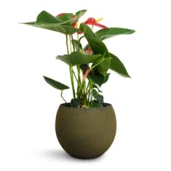 Anthurium - Flamingo Flower - Royal Red 21 Anthurium - Flamingo Flower - Royal Red -Plant Supplies Sale Anthurium Royal Champion Royal Red 12x40cm Dex Plant Pot Forrest 17x13cm