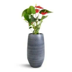 Esra Plant Vase - Mystic Grey -Plant Supplies Sale Anthurium Royal Champion Royal Red 12x40cm Esra Plant Vase Graphite 20x35cm
