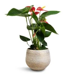 Anthurium - Flamingo Flower - Royal Red 23 Anthurium - Flamingo Flower - Royal Red -Plant Supplies Sale Anthurium Royal Champion Royal Red 12x40cm Noor Plant Pot Metallic Grey 16x13cm