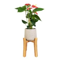 Patt Plant Pot - Tall Stand - Grey Washed -Plant Supplies Sale Anthurium Royal Champion Royal Red 12x40cm Patt Plant Pot Tall Stand Grey Washed 23x34cm 85cd720c 37ab 41e7 bbf4 897eb461dab9