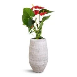 Anthurium - Flamingo Flower - Royal Red 24 Anthurium - Flamingo Flower - Royal Red -Plant Supplies Sale Anthurium Royal Champion Royal Red 12x40cm Ryan Plant Vase White Black 18x30cm
