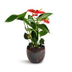 Anthurium - Flamingo Flower - Royal Red 20 Anthurium - Flamingo Flower - Royal Red -Plant Supplies Sale Anthurium Royal Champion Royal Red 12x40cm Vive Metal Plant Pots Set3 Lava smallest
