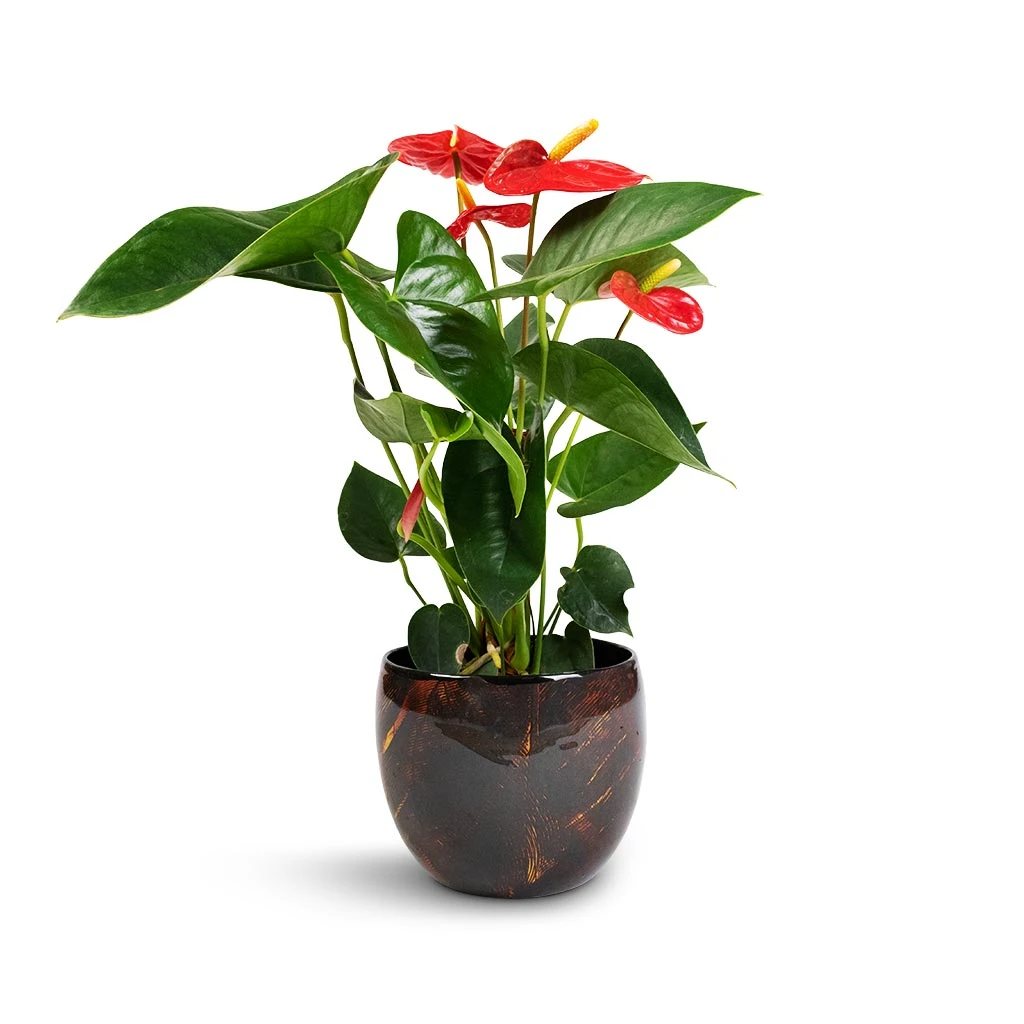 Anthurium - Flamingo Flower - Royal Red 8 Anthurium - Flamingo Flower - Royal Red - Image 8