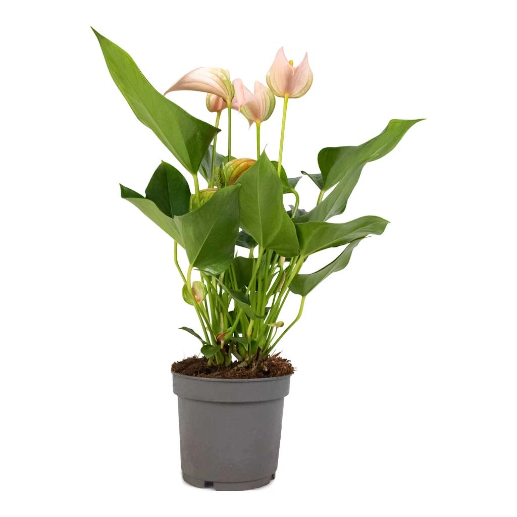 Anthurium - Flamingo Flower - Joli Peach 7 Anthurium - Flamingo Flower - Joli Peach - Image 7