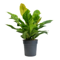Anthurium Elipticum - Jungle Bush -Plant Supplies Sale Anthurium elipticum Jungle Bush 24x60m