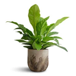 Albero Plant Pot - Cement -Plant Supplies Sale Anthurium elipticum Jungle Bush 24x60m Albero Plant Pot Cement 28x26cm