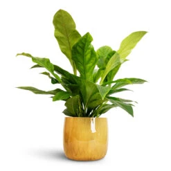 Babet Plant Pot - Camel -Plant Supplies Sale Anthurium elipticum Jungle Bush 24x60m Babet Plant Pot Pine 27x23cm