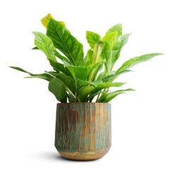 Anthurium Elipticum - Jungle Bush -Plant Supplies Sale Anthurium elipticum Jungle Bush 24x60m Caro Metal Plant Pot Copper Green 28x27cm