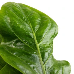 Anthurium Elipticum - Jungle Bush -Plant Supplies Sale Anthurium elipticum Jungle Bush SWATCH