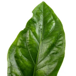Anthurium Elipticum - Jungle Bush -Plant Supplies Sale Anthurium elipticum Jungle Bush SWATCH 3