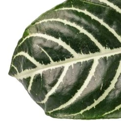 Aphelandra Squarrosa Botanica - Zebra Plant -Plant Supplies Sale Aphelandra squarrosa Botanica Zebra Plant SWATCH 2