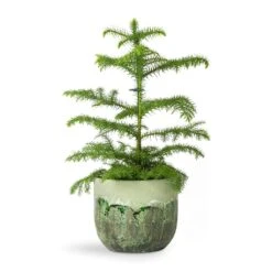 Moon Plant Pot - Jungle 26 Moon Plant Pot - Jungle -Plant Supplies Sale Araucaria heterophylla Norfolk Island Pine 14x45cm Moon Plant Pot Jungle 17x15cm fb565cb7 4e3c 4943 9c1c 7c6b5ba9d3f4