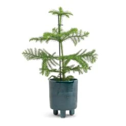 Pisa Plant Pot - Emerald -Plant Supplies Sale Araucaria heterophylla Norfolk Island Pine 14x45cm Pisa Plant Pot Emerald 16x19cm