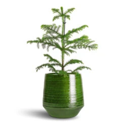 Remi Plant Pot - Green -Plant Supplies Sale Araucaria heterophylla Norfolk Island Pine 14x45cm Remi Plant Pot Green 23x25cm b2da1568 eed6 4b78 a3f9 56caf6d65f83