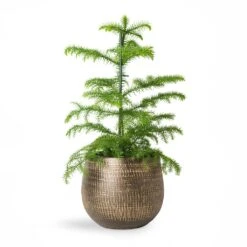 Ryan Plant Pot - Shiny Gold -Plant Supplies Sale Araucaria heterophylla Norfolk Island Pine 14x45cm Ryan Plant Pot Shiny Gold 18x16cm 2 1fc99e72 4017 4c0d 9fcd 58fded5ac50a