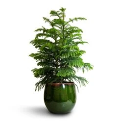 Charlotte Plant Pot - Green 31 Charlotte Plant Pot - Green -Plant Supplies Sale Araucaria heterophylla Norfolk Island Pine 22x90cm Charlotte Plant Pot Green 29x25cm a69cf335 3e42 41e5 a2b8 955d6b7f21c6