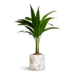 Lazzaro Plant Pot - Vintage Bird -Plant Supplies Sale Areca catechu Betel Nut Palm 12x50cm Lazzaro Plant Pot Vintage Bird 15x13cm